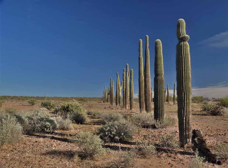saguaro replant